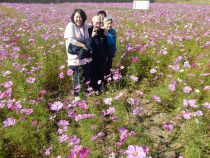 村山寿美子 コスモスに囲まれて